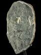 Prasiolite (Green Quartz) Geode Metal Stand - Uruguay #81865-1